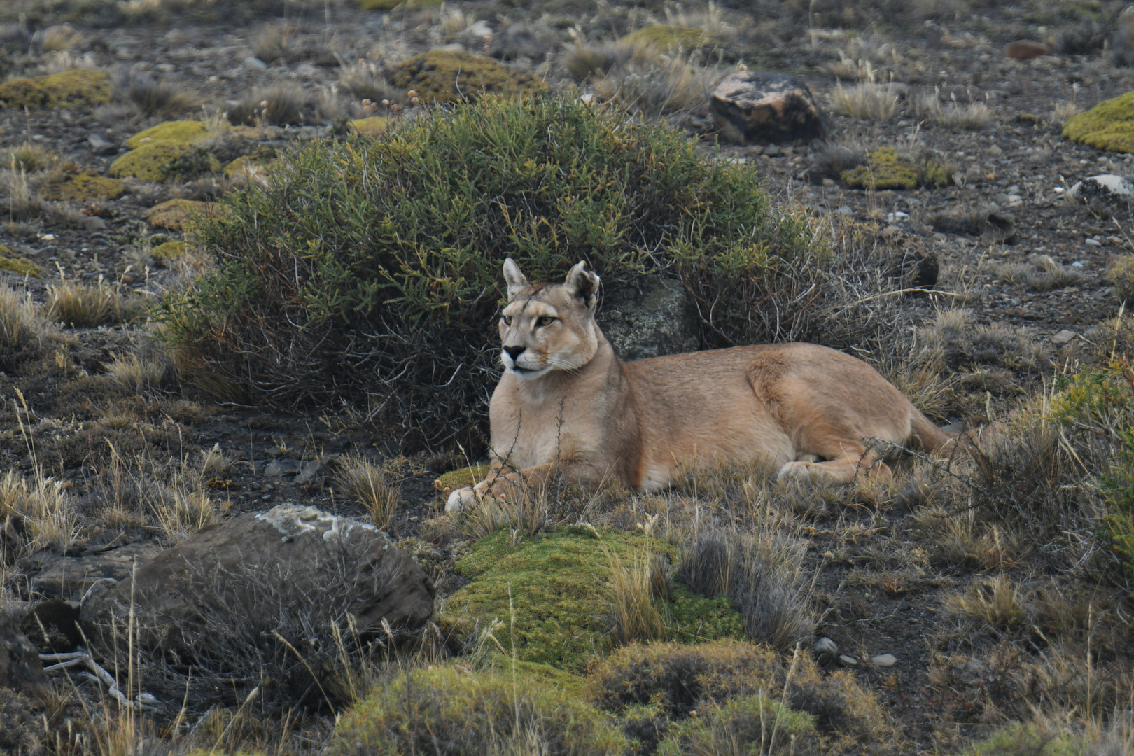 Puma (Puma concolor)