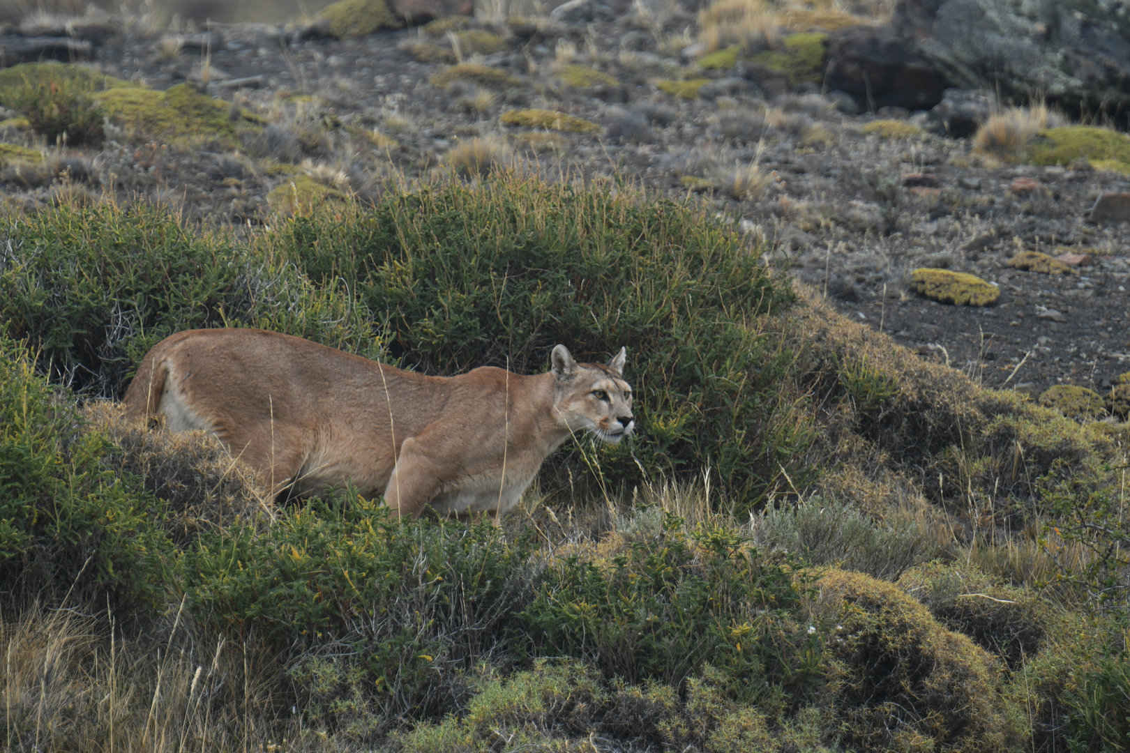 Puma (Puma concolor)