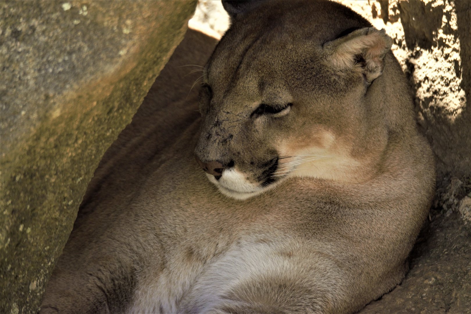 Puma (Puma concolor)