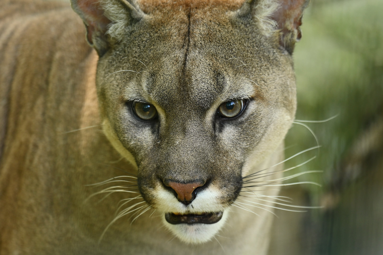 Puma Puma concolor