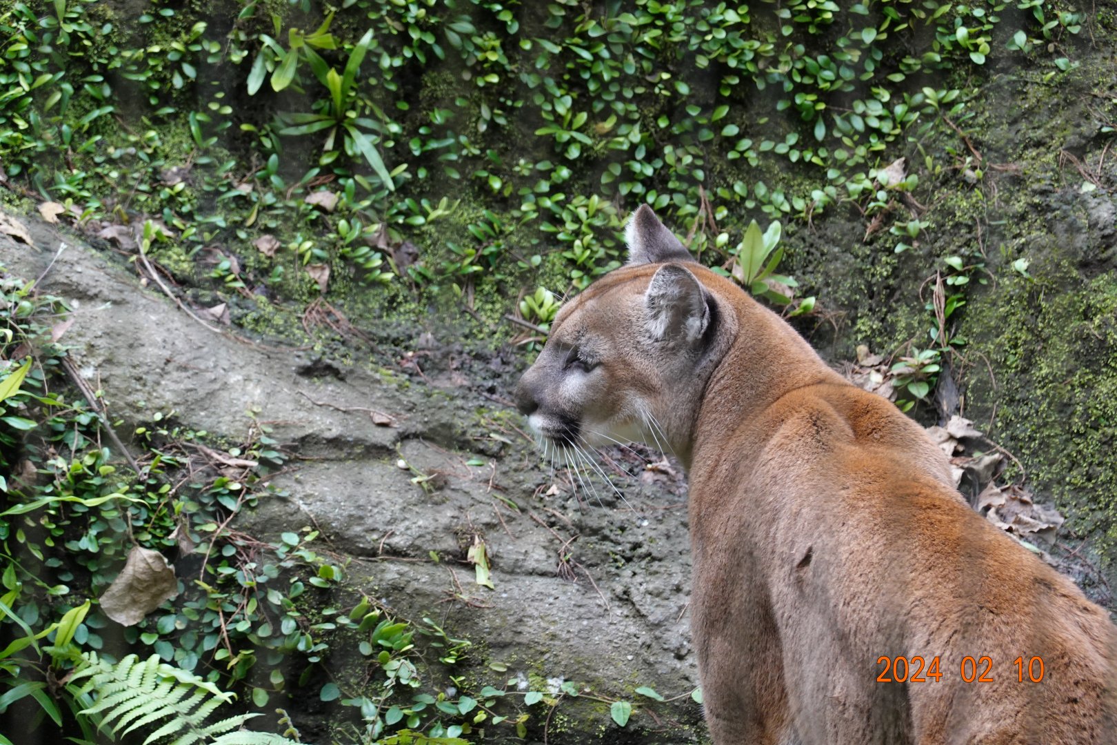 Puma (Puma concolor)