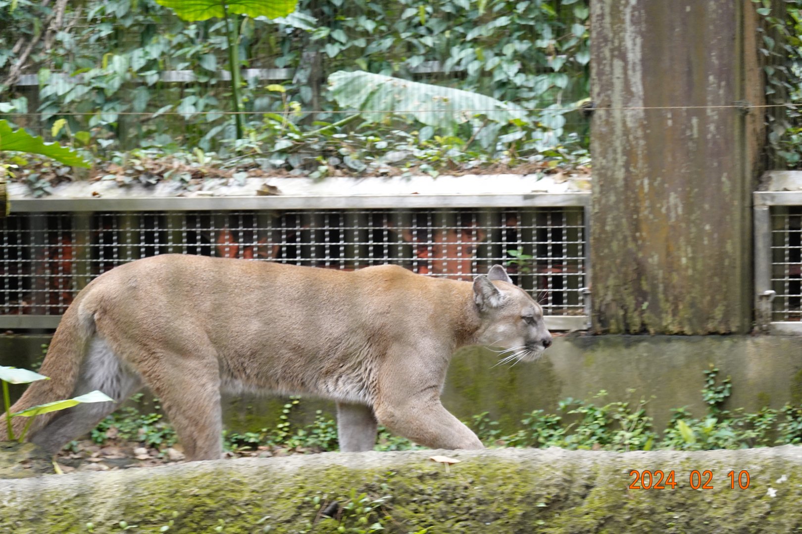 Puma (Puma concolor)