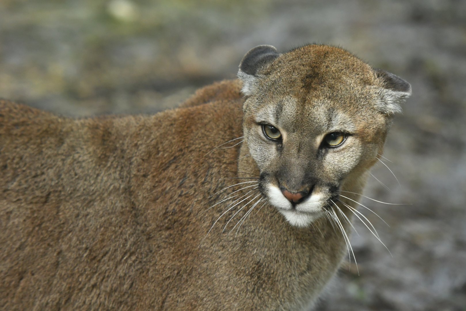 Puma (Puma concolor)