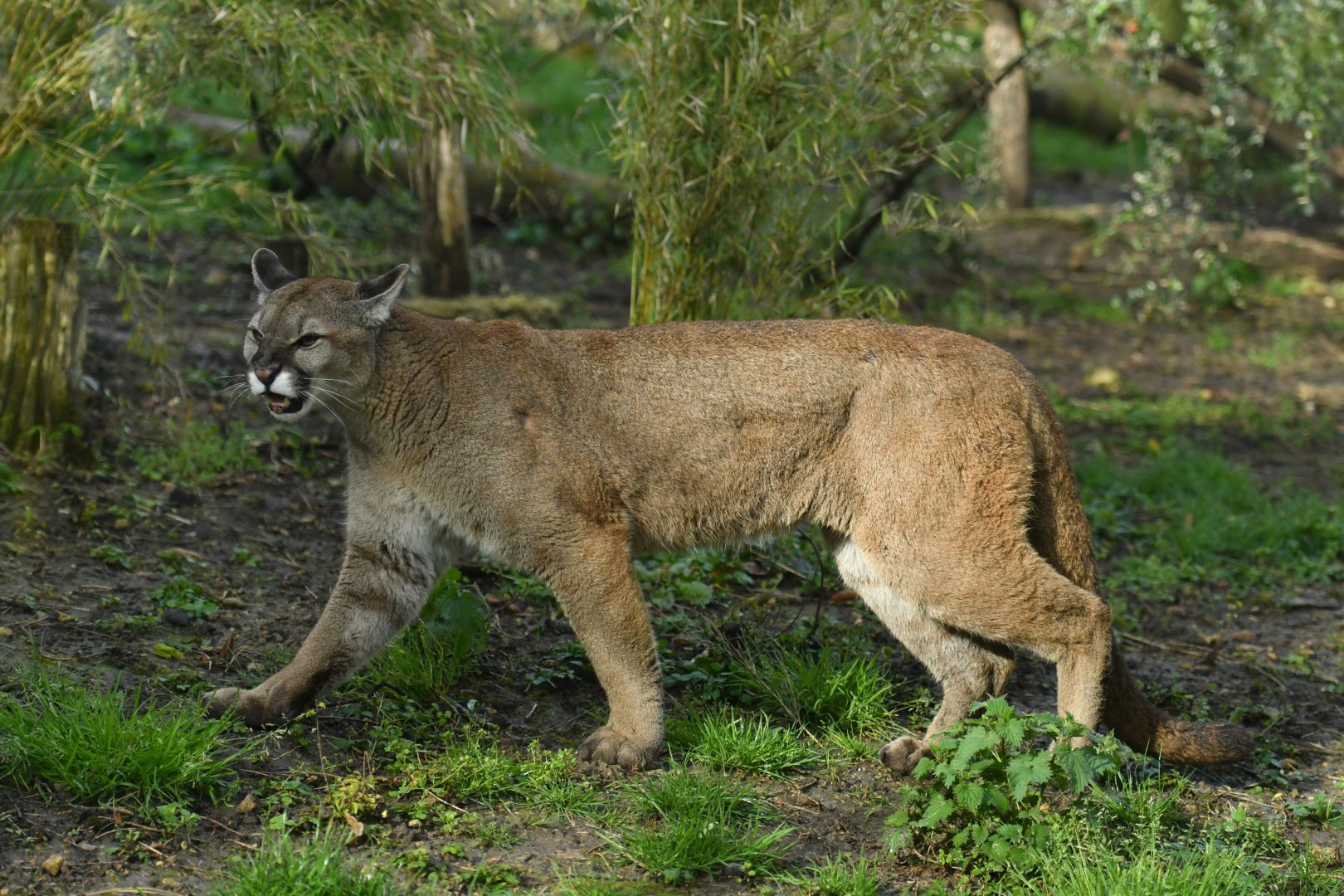 Puma (Puma concolor)
