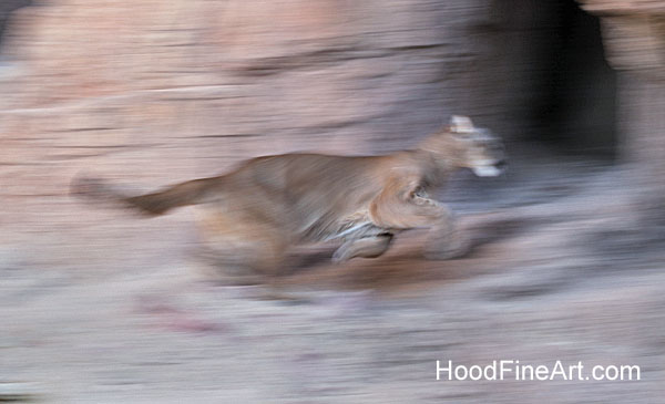 puma running fast