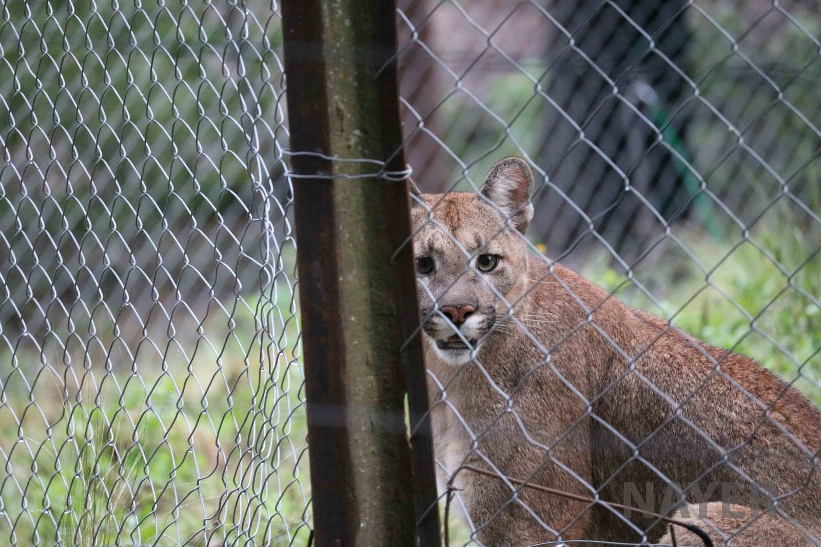 Puma - Tatu Carreta, April 2016.