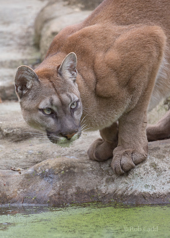 Puma : WHF Big Cat Sanctuary : 04 May 2017