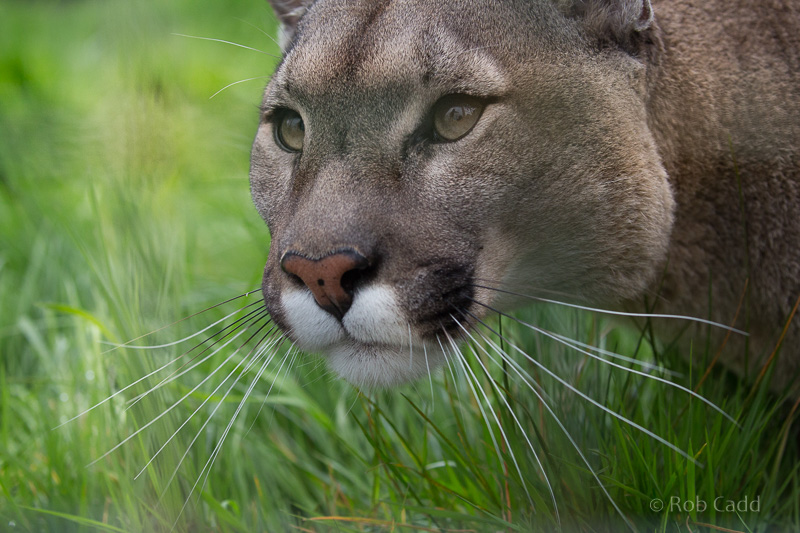 Puma : WHF Big Cat Sanctuary : 04 May 2017
