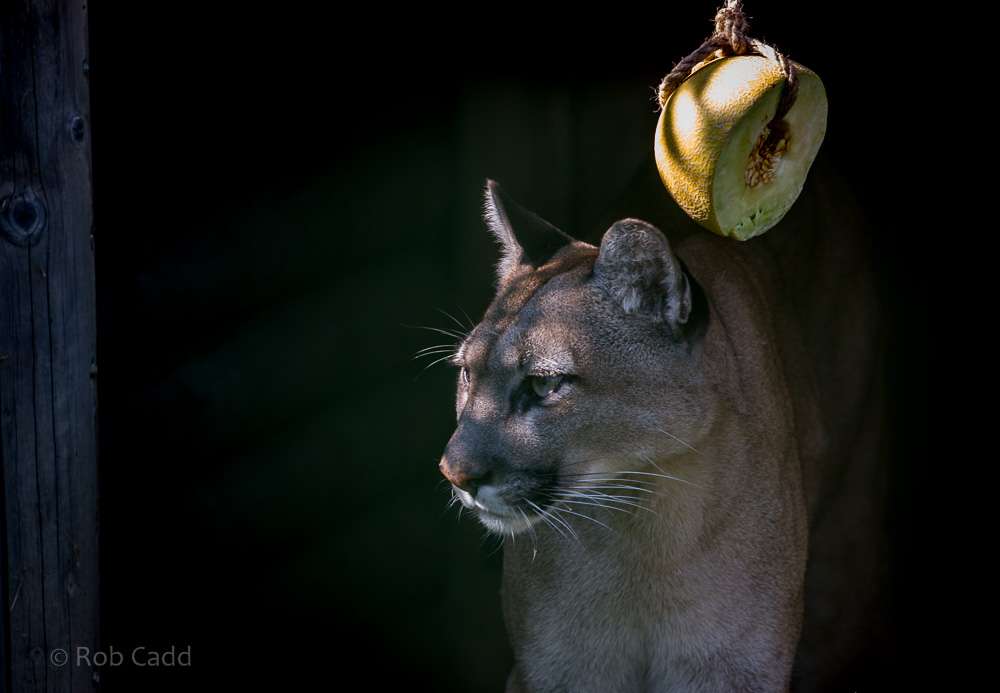 Puma : WHF Big Cat Sanctuary : 21 Jul 2017