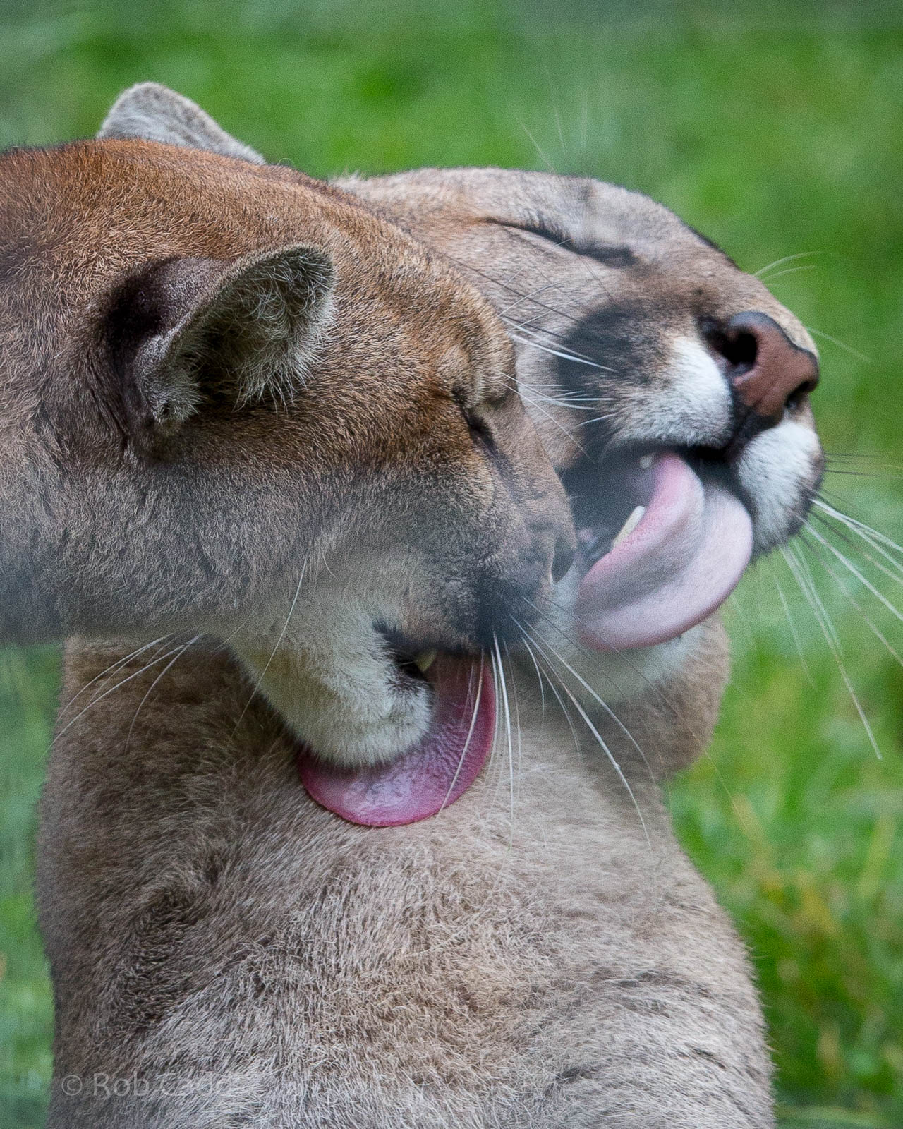 Puma : Wingham : 13 Oct 2014