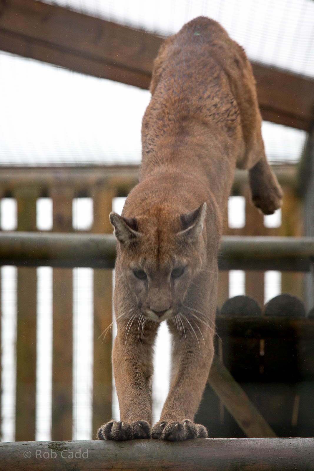 Puma : Wingham : 13 Oct 2014