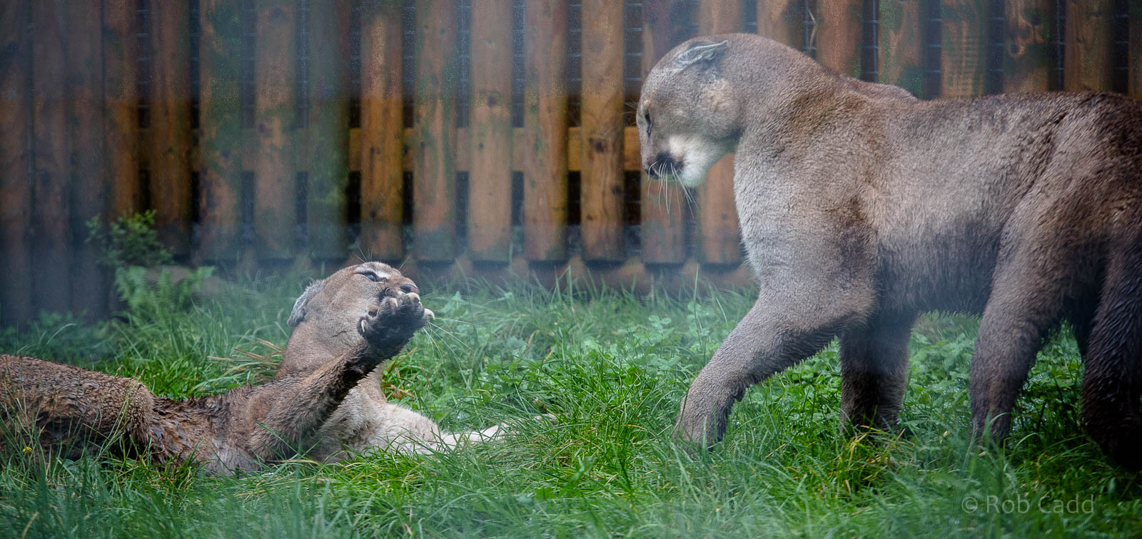 Puma : Wingham : 13 Oct 2014