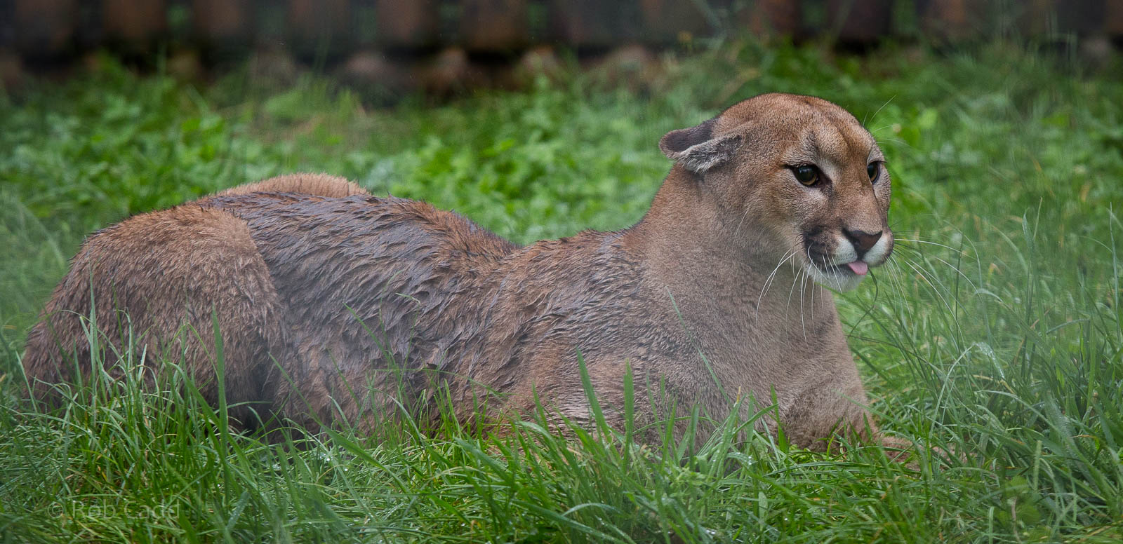 Puma : Wingham : 13 Oct 2014