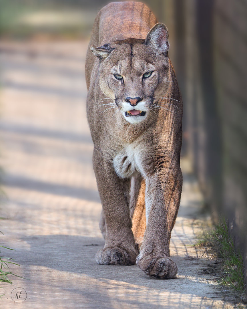 Puma / Wolds Wildlife Park / 18-4-23
