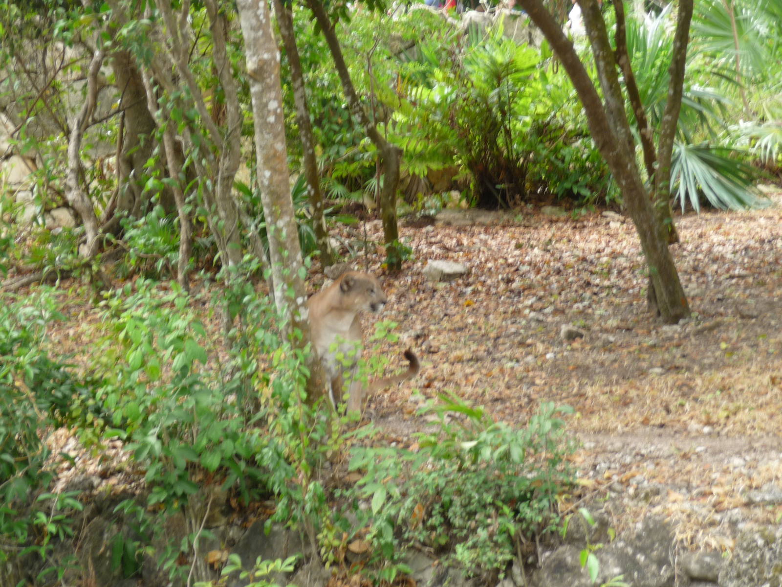 puma xcaret park