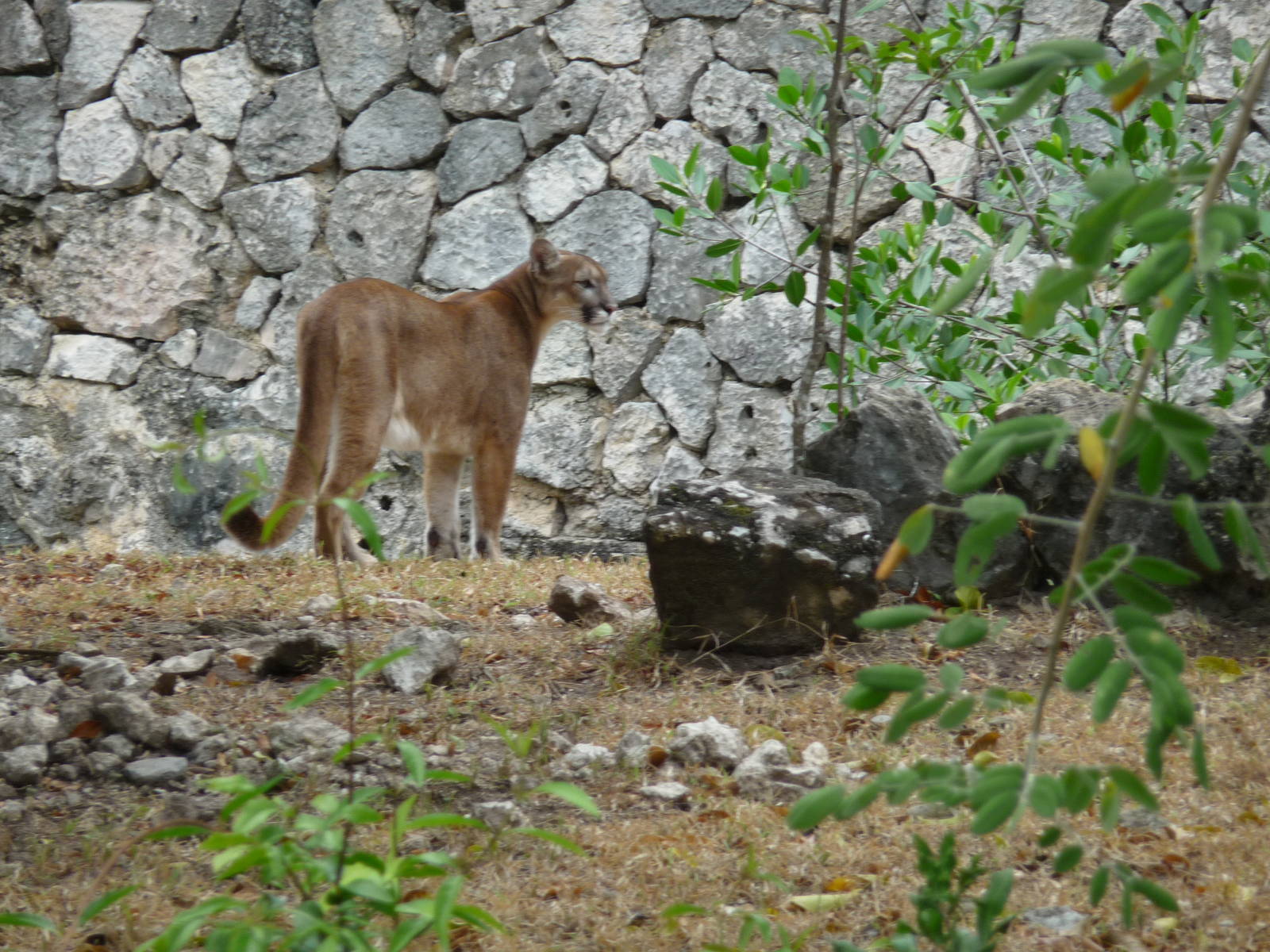 puma xcaret park