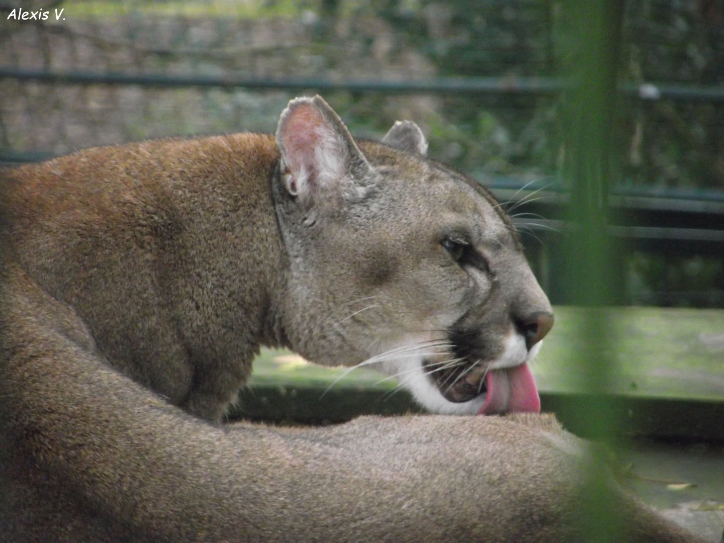 Puma - Zooparc de Beauval - 12/01/2025