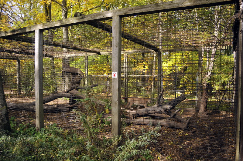 Pumacage at Twin Vally Zoo