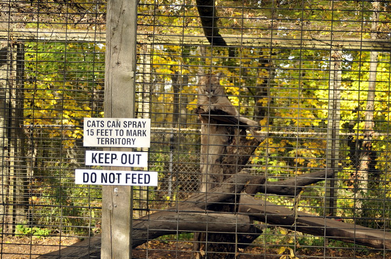 Pumacage at Twin Vally Zoo