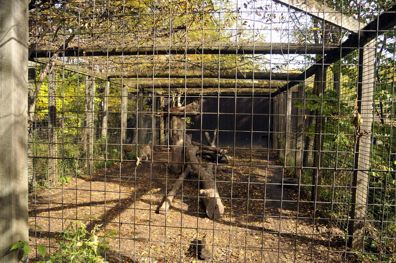 Pumacage at Twin Vally Zoo