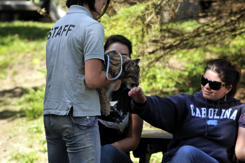 Pumacub at Twin Vally Zoo