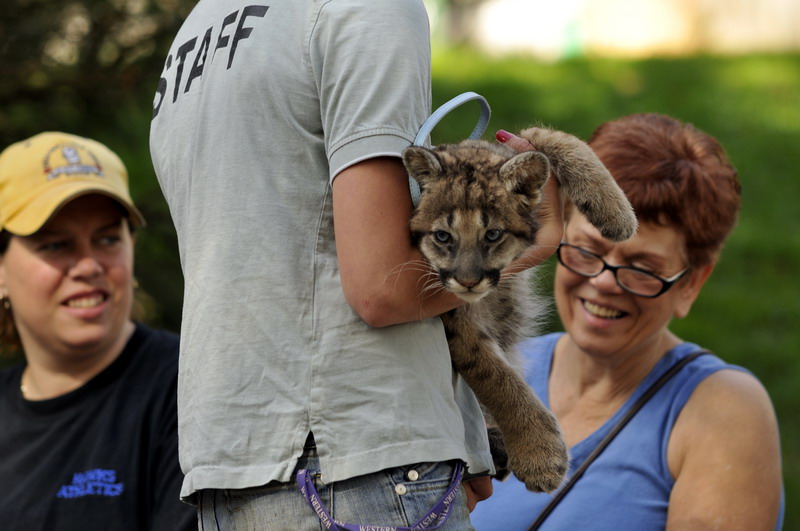 Pumacub at Twin Vally Zoo