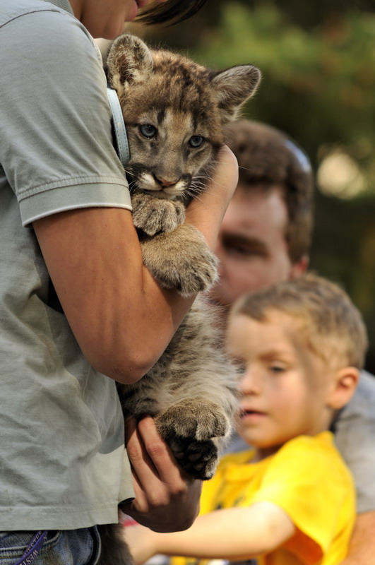 Pumacub at Twin Vally Zoo