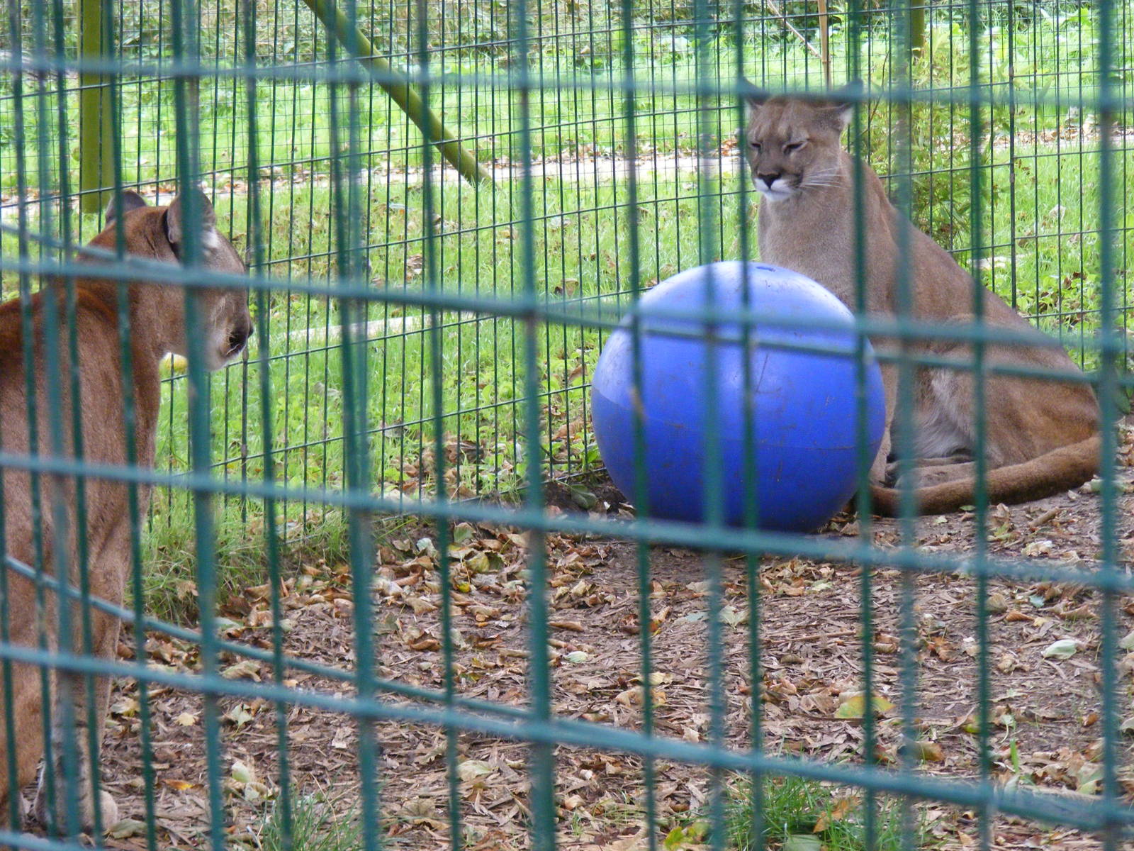 Pumas at Amazona Zoo, 15 September 2010