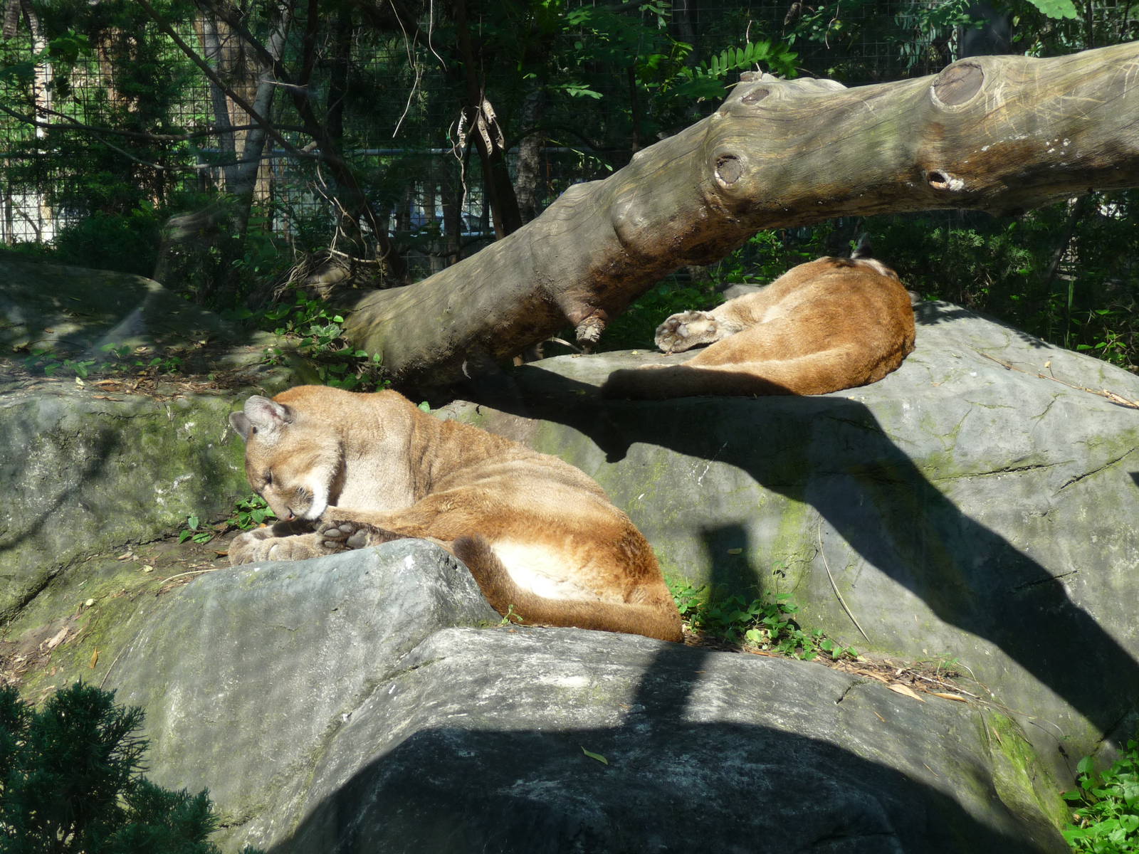 Pumas Los Coyotes Zoo