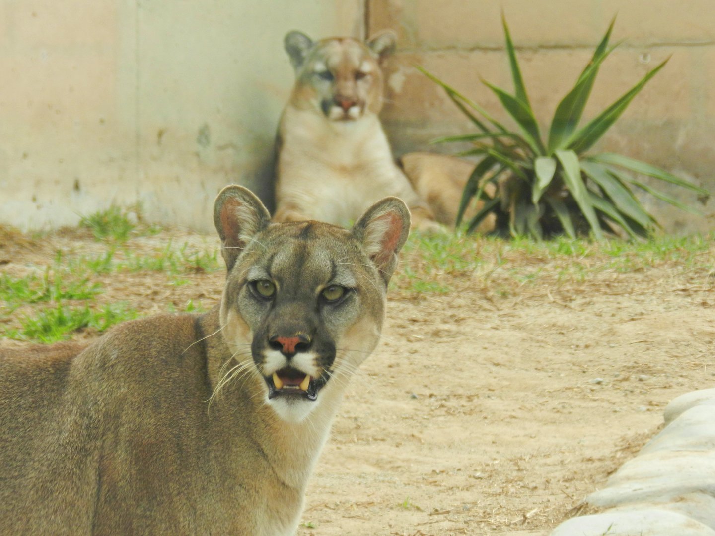 Pumas - Parque Zoológico Huachipa