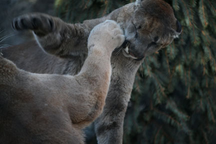 pumas play fighting