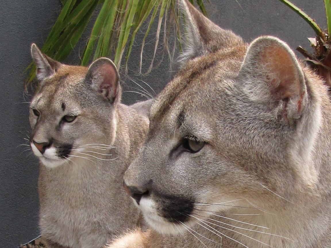 pumas