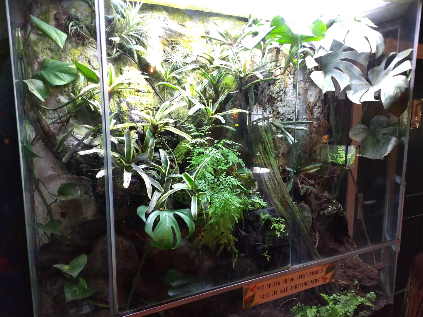Pumilio enclosure