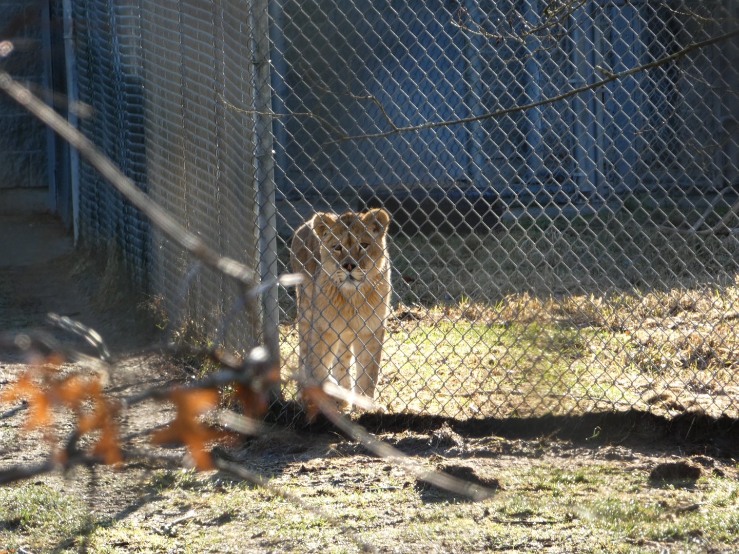 Pumpkin (African lion)