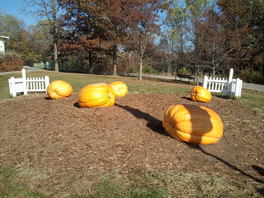Pumpkins