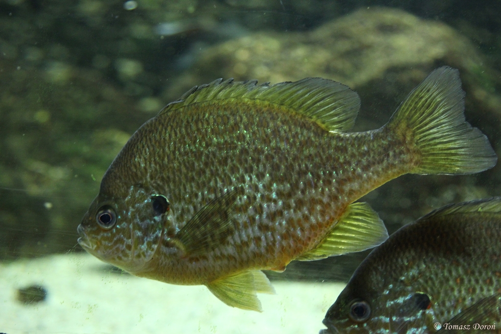 Pumpkinseed (Lepomis gibbosus)