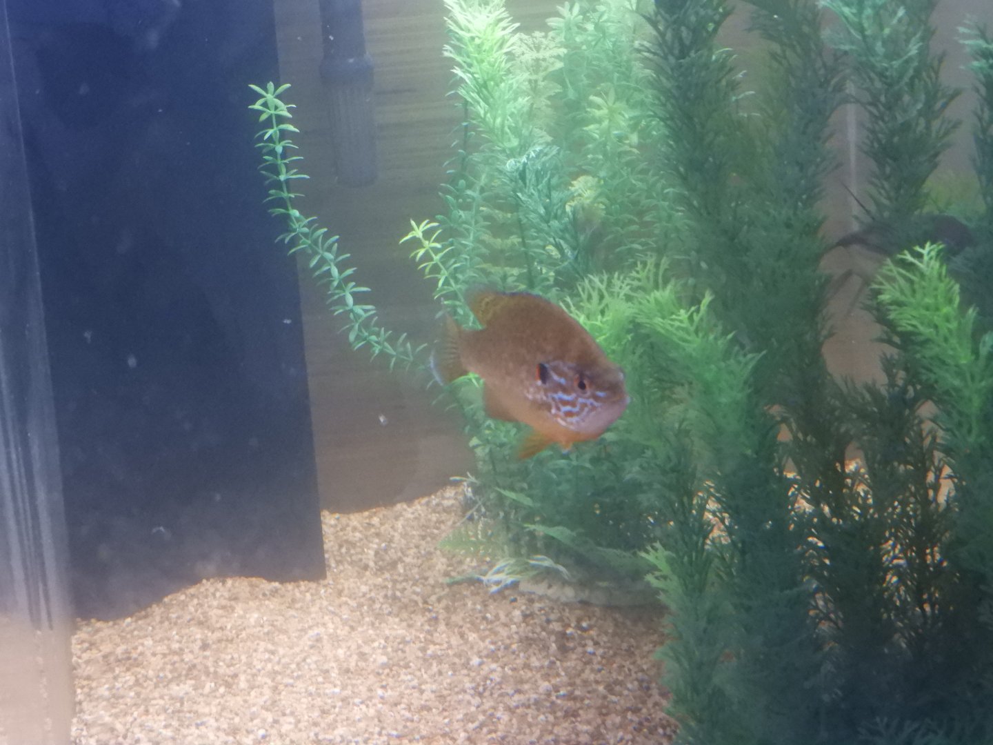 Pumpkinseed (Lepomis gibbosus)