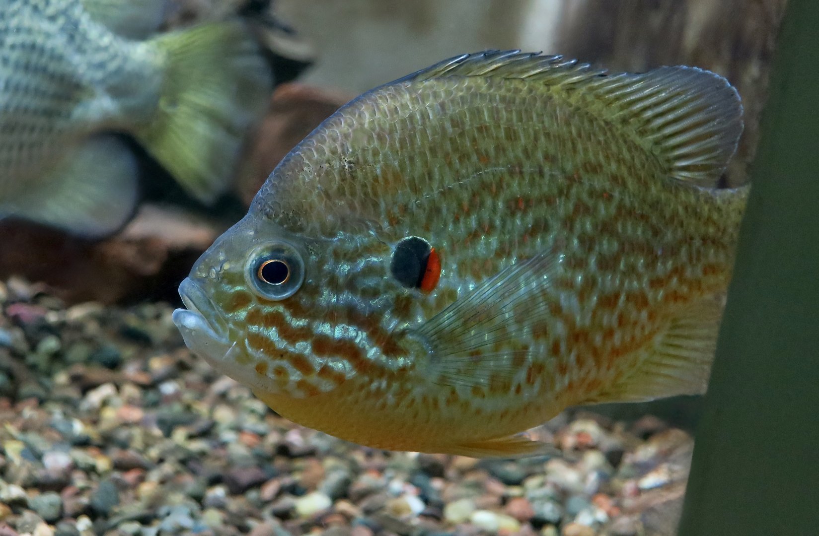 Pumpkinseed Sunfish (Lepomis gibbosus) - Cold Spring Harbor Fish Hatchery & Aquarium