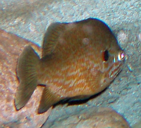 Pumpkinseed Sunfish (Lepomis gibbosus)