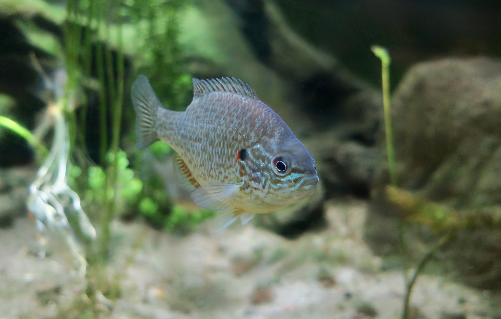 Pumpkinseed Sunfish (Lepomis gibbosus)