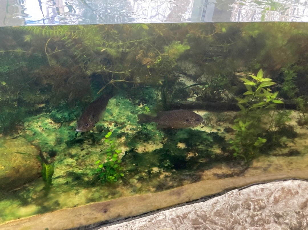 Pumpkinseed sunfish tank (3/3/24)
