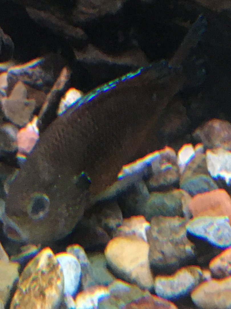 Pumpkinseed Sunfish?