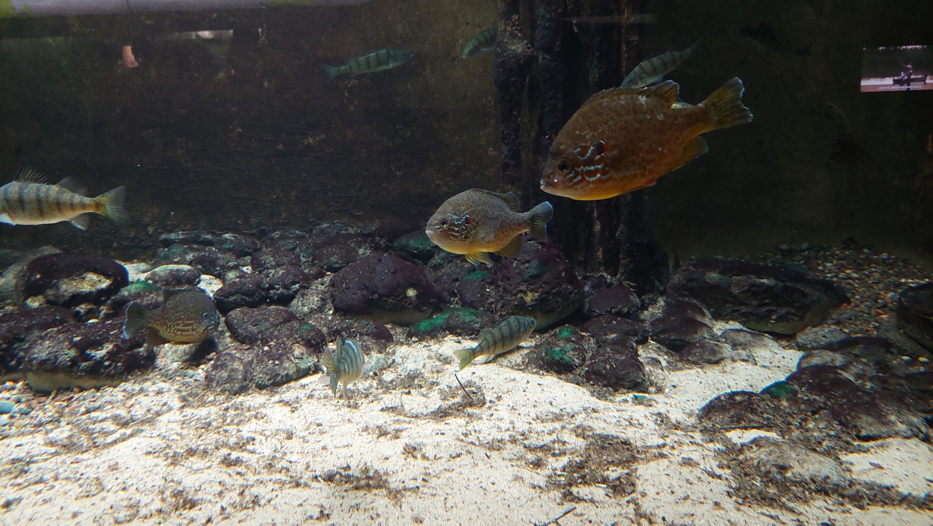 Pumpkinseed tank