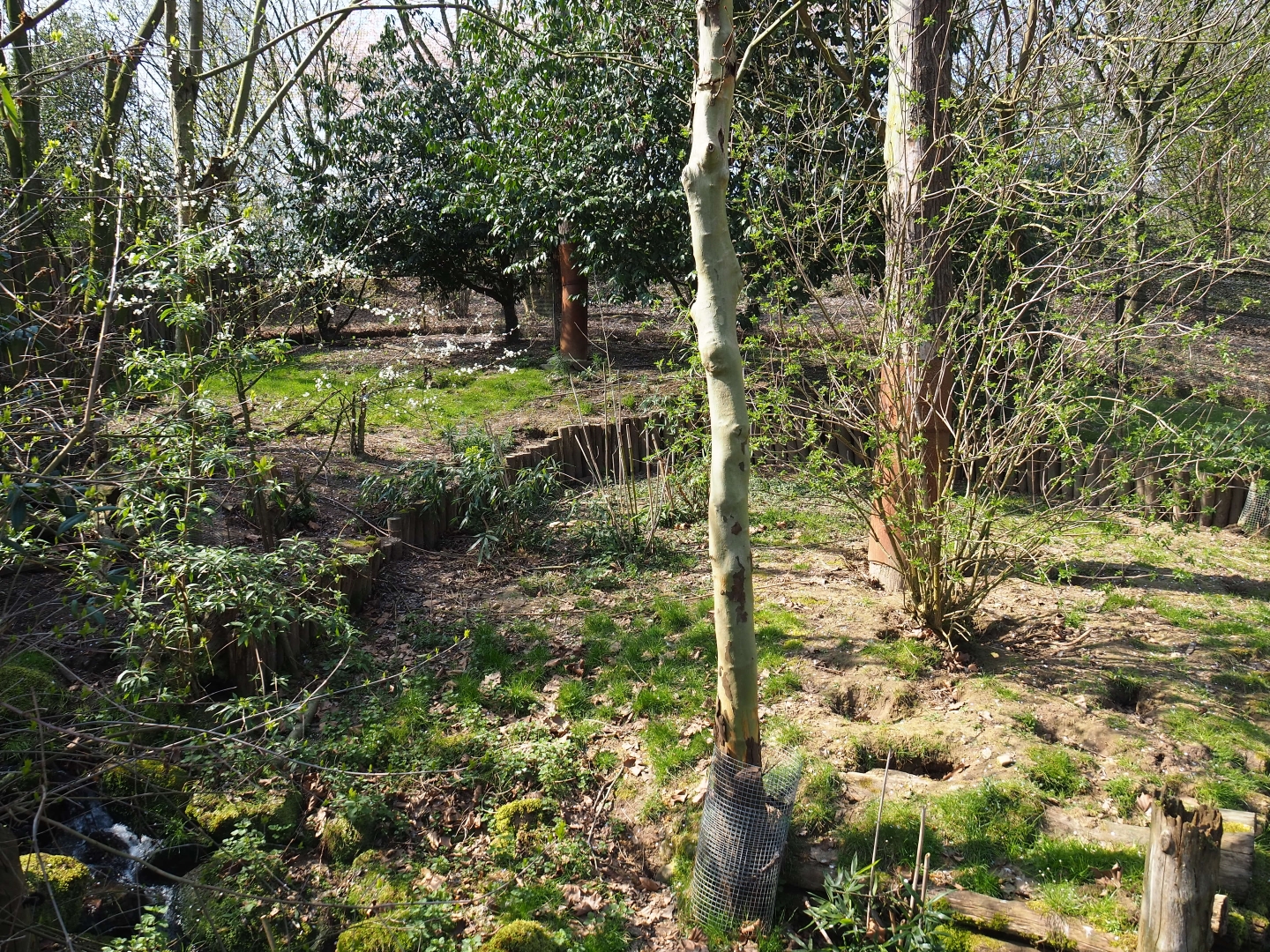 Puna aviary, 2019-03-30