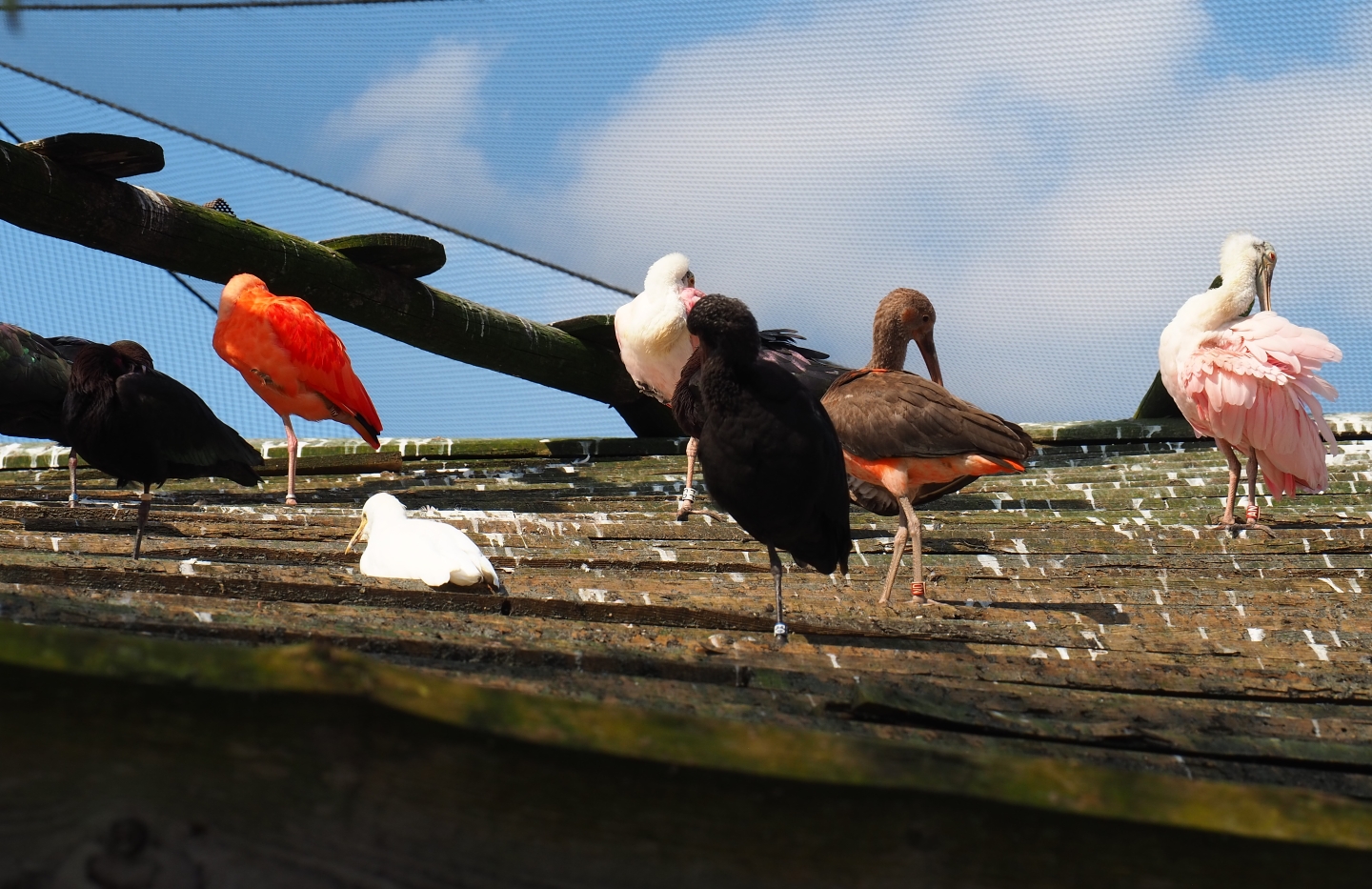 Puna aviary birds on roof of shelter, 2019-03-30