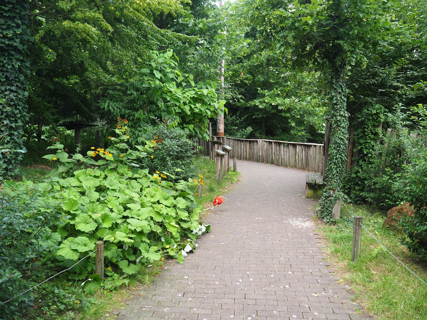 Puna aviary/South American aviary, 2023-07-18