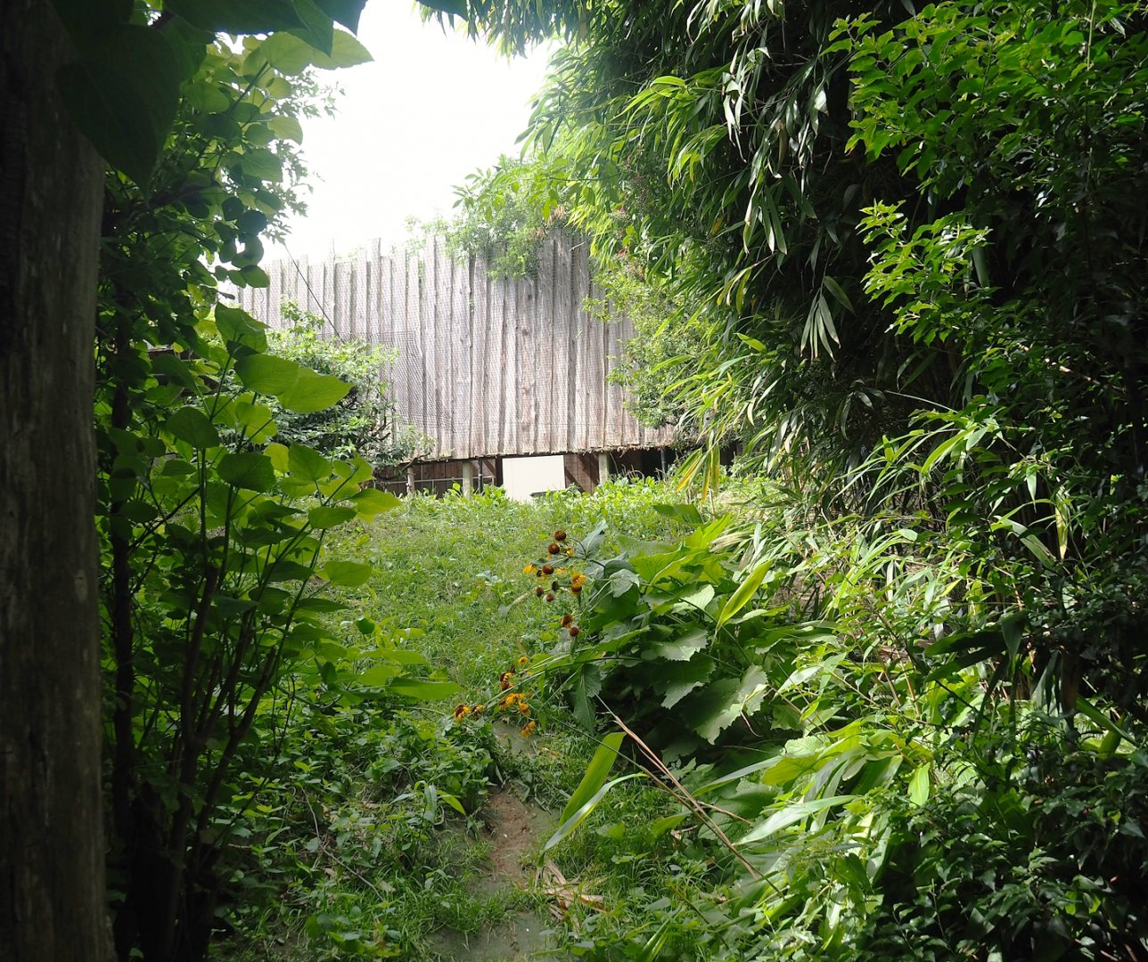 Puna aviary/South American aviary - Area near indoor housing, 2023-07-18