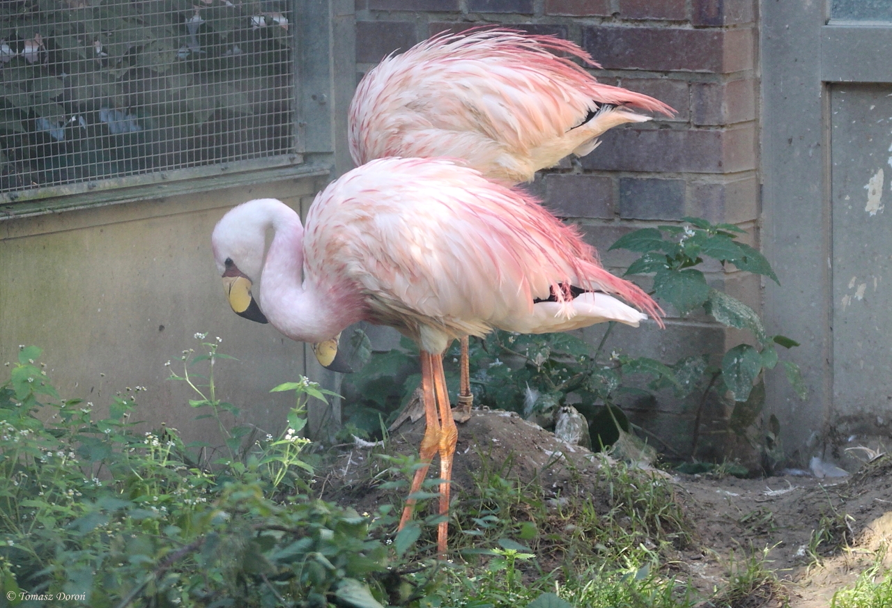 Puna Flamingos (Phoenicoparrus jamesi)