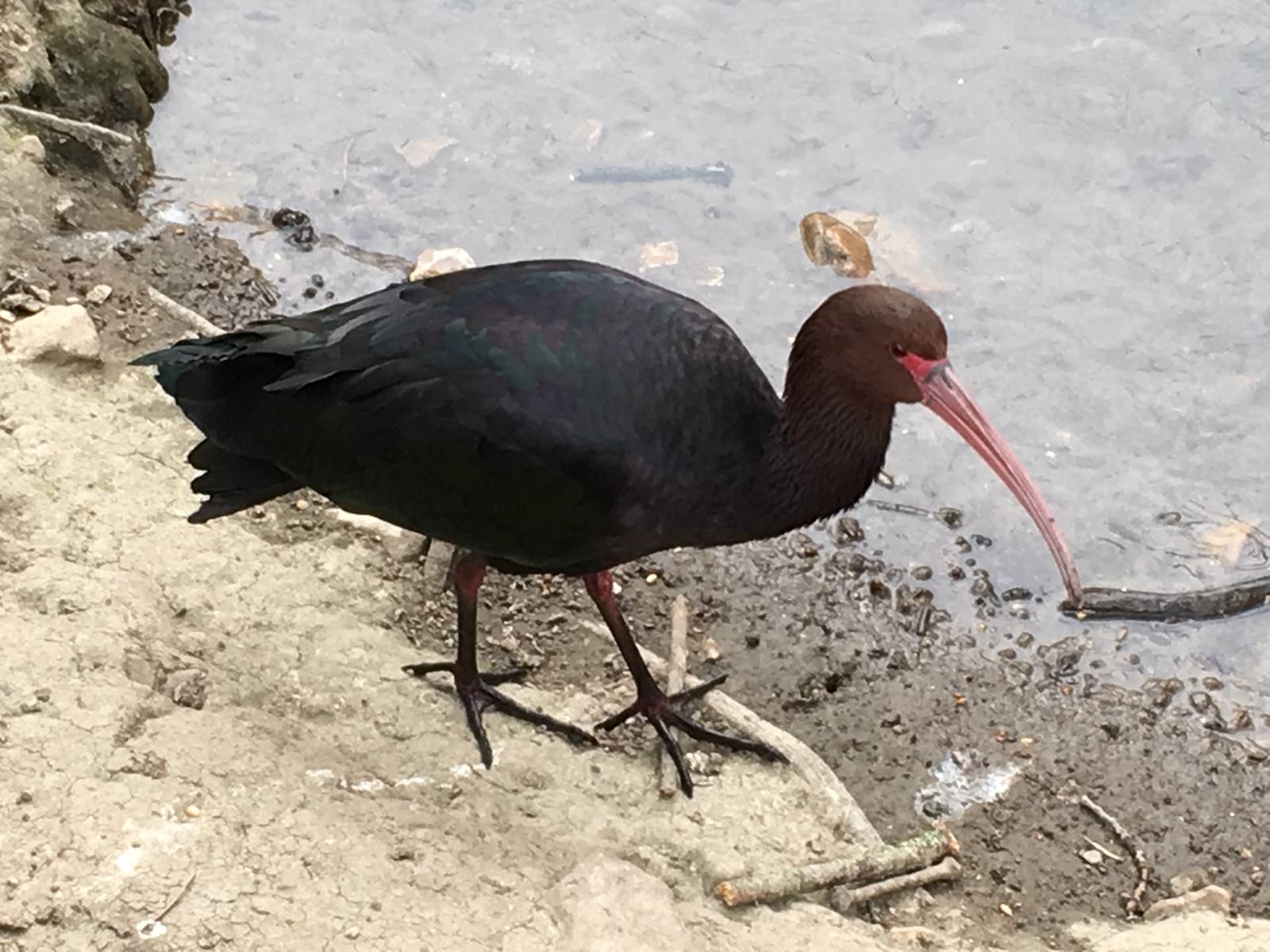 Puna Ibis 010516