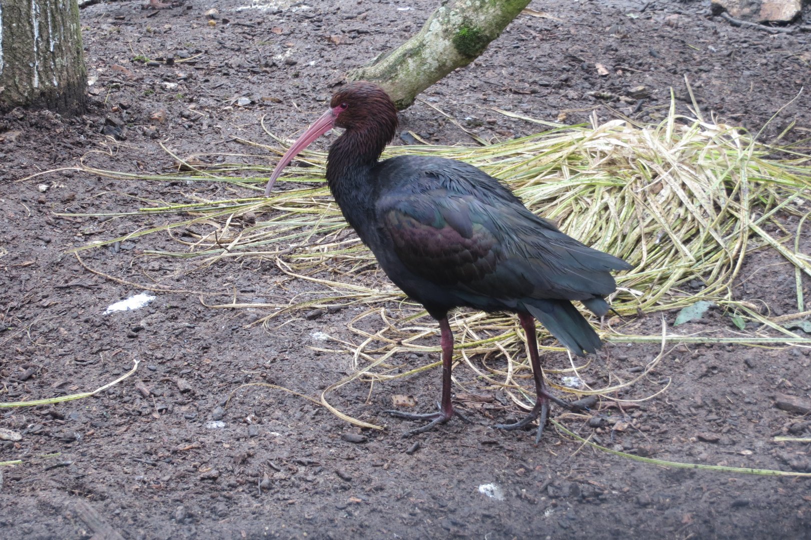 Puna ibis 170219